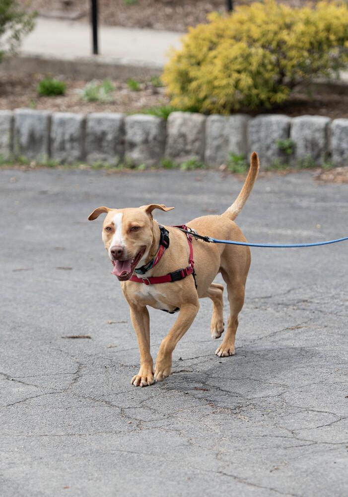 CJ, a Adoptable mixed breed in Elmsford, NY image 4/6