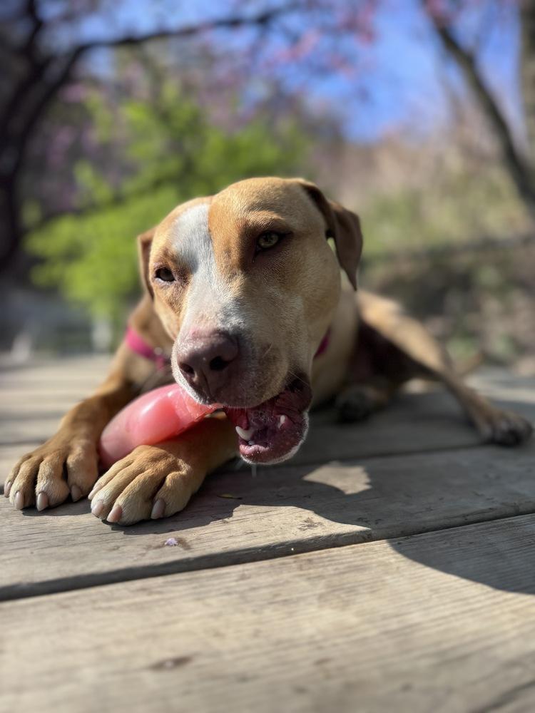 CJ, a Adoptable mixed breed in Elmsford, NY image 5/6