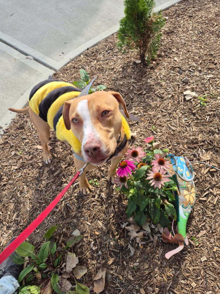 CJ, a Adoptable mixed breed in Elmsford, NY image 6/6