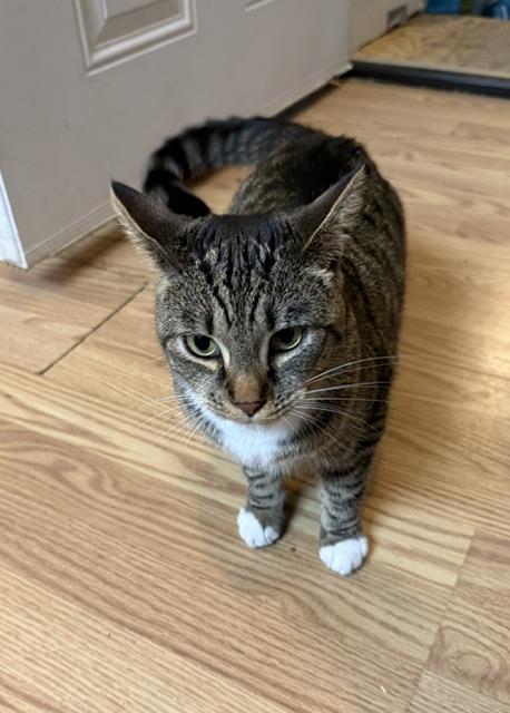 APPLE, an adoptable Domestic Short Hair in Millerstown, PA image 2/4