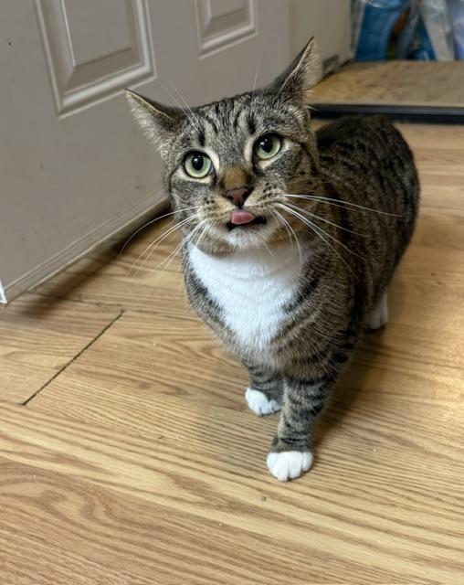 APPLE, an adoptable Domestic Short Hair in Millerstown, PA image 3/4
