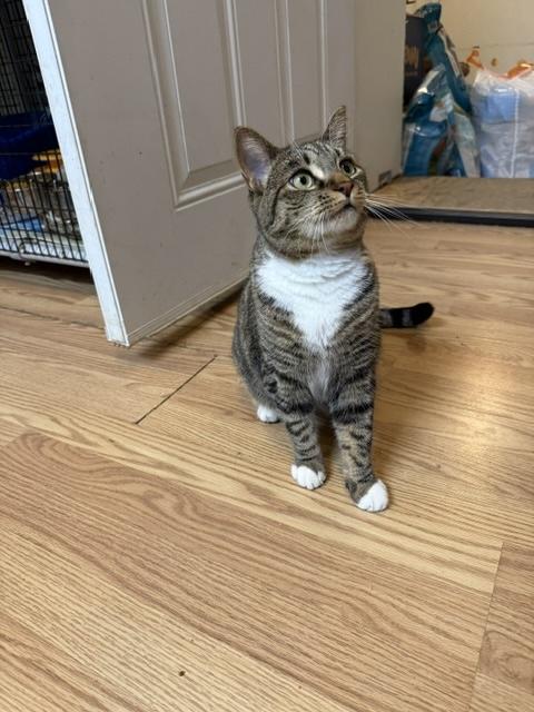 APPLE, an adoptable Domestic Short Hair in Millerstown, PA image 4/4