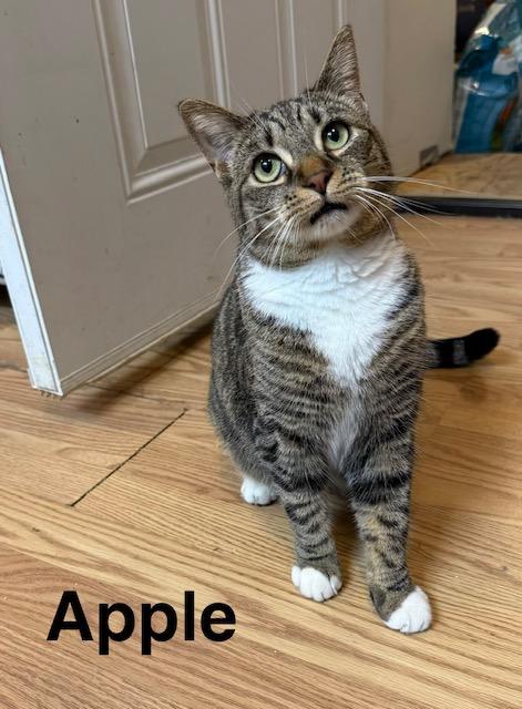 APPLE, adoptable, Young Female Domestic Short Hair.
