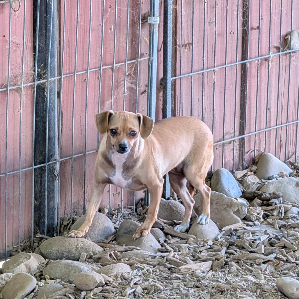 Mariposa, Adoptable, Young Female Rat Terrier.