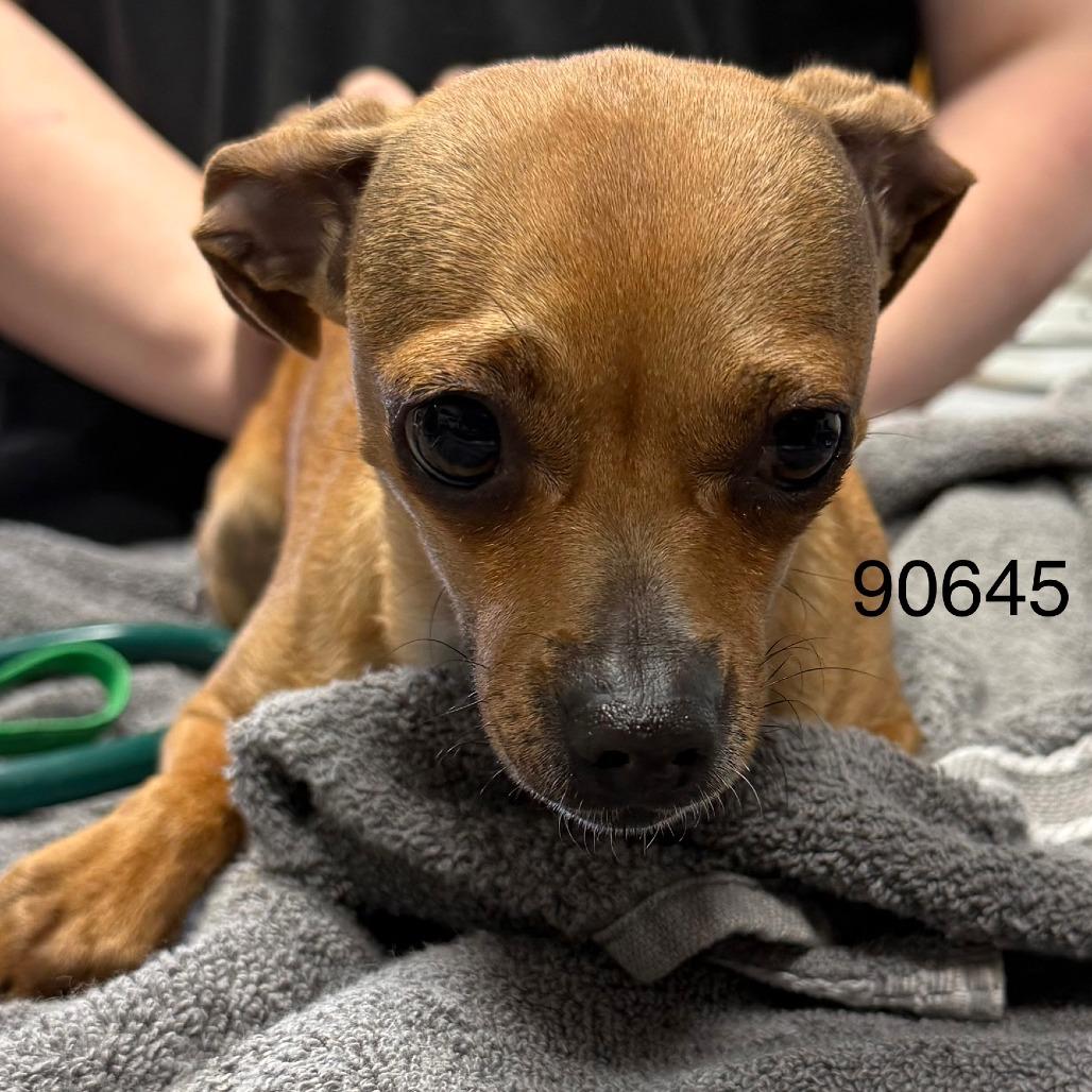 Enlarge Mariposa, a Adoptable Rat Terrier in Chico, CA image 2/3
