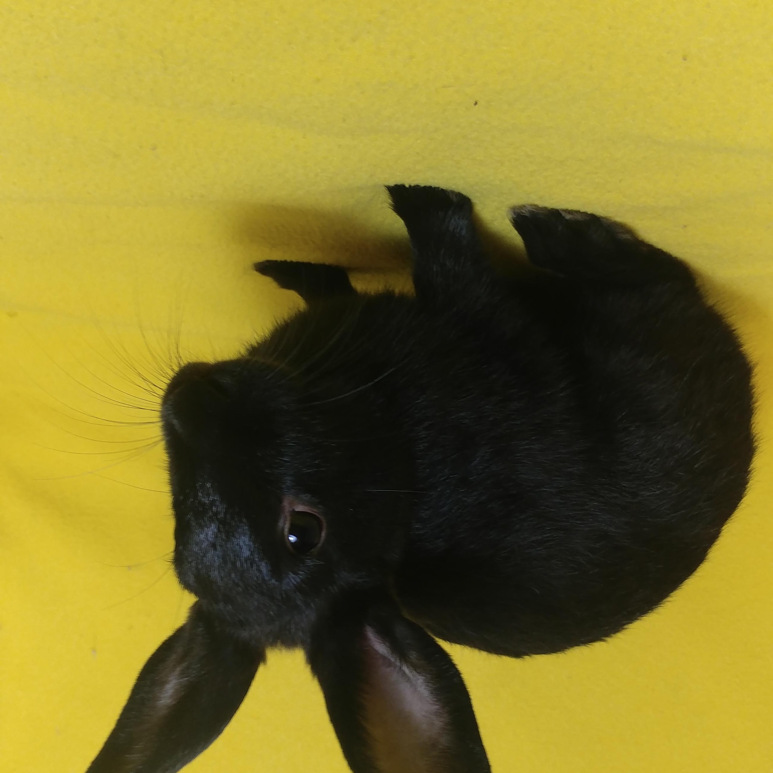 Cole, Adopted, Young Male Havana.