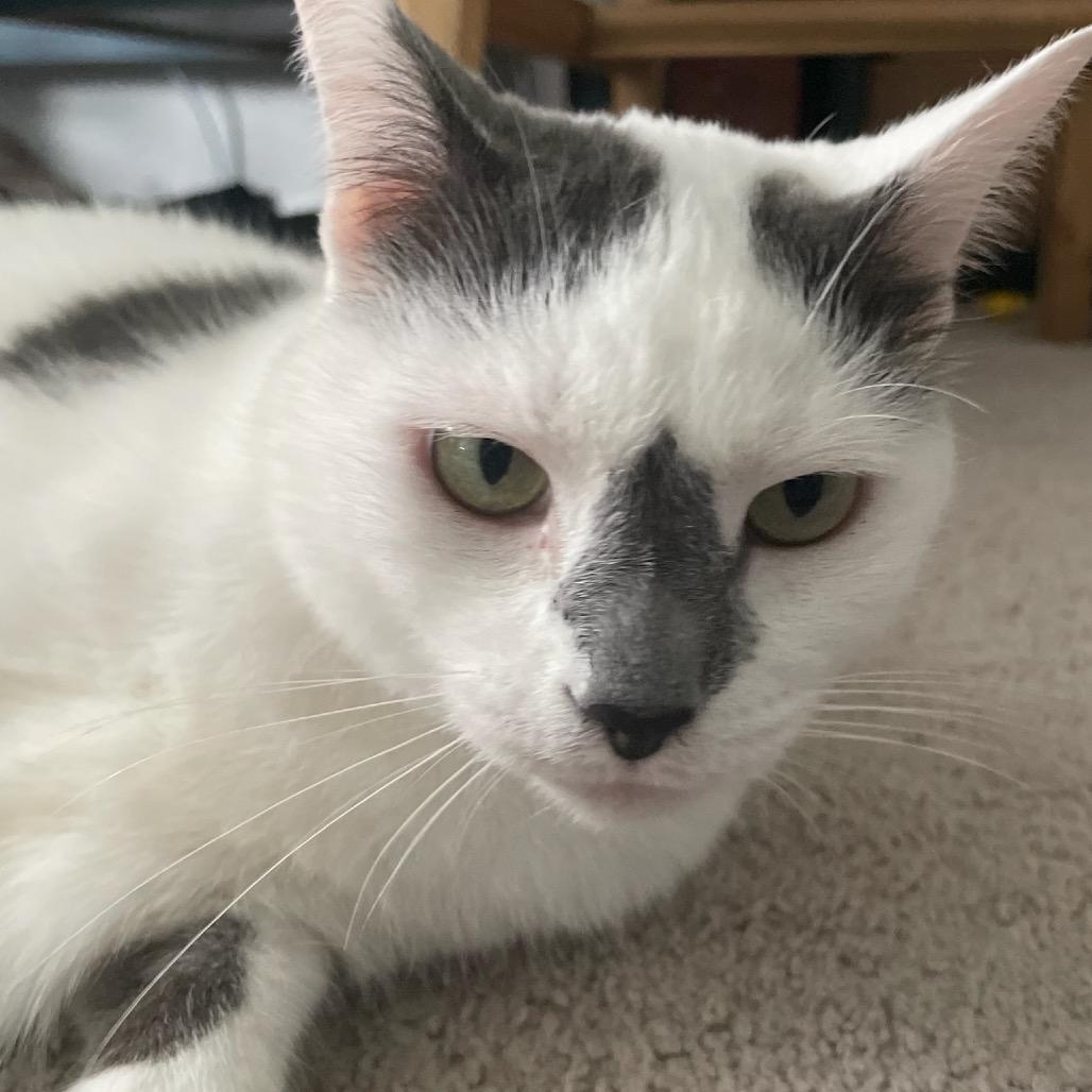 Luna, Adoptable, Senior Female Domestic Short Hair.