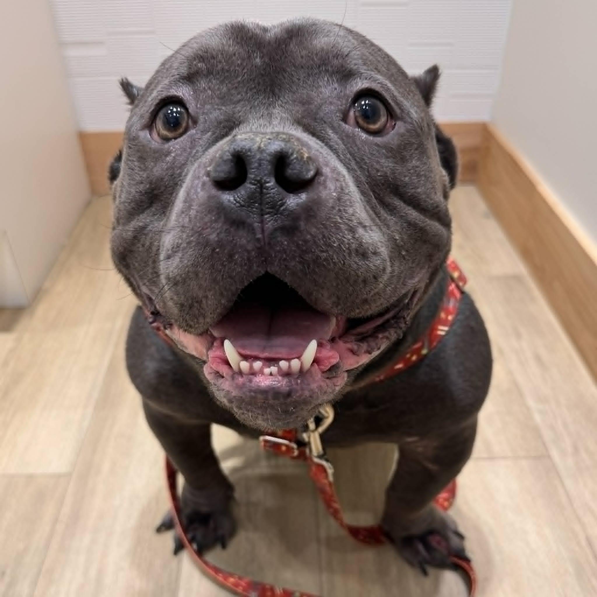 Enlarge Cooley, a ADOPTABLE mixed breed in Dallas, TX image 1/4