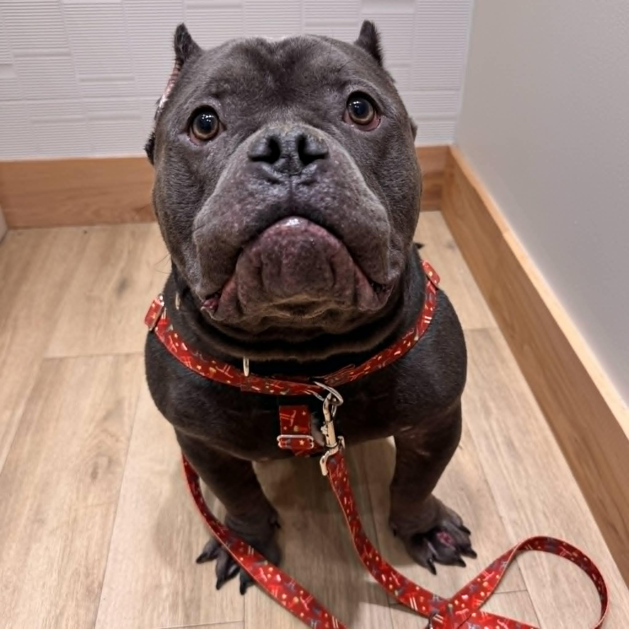 Enlarge Cooley, a ADOPTABLE mixed breed in Dallas, TX image 2/4