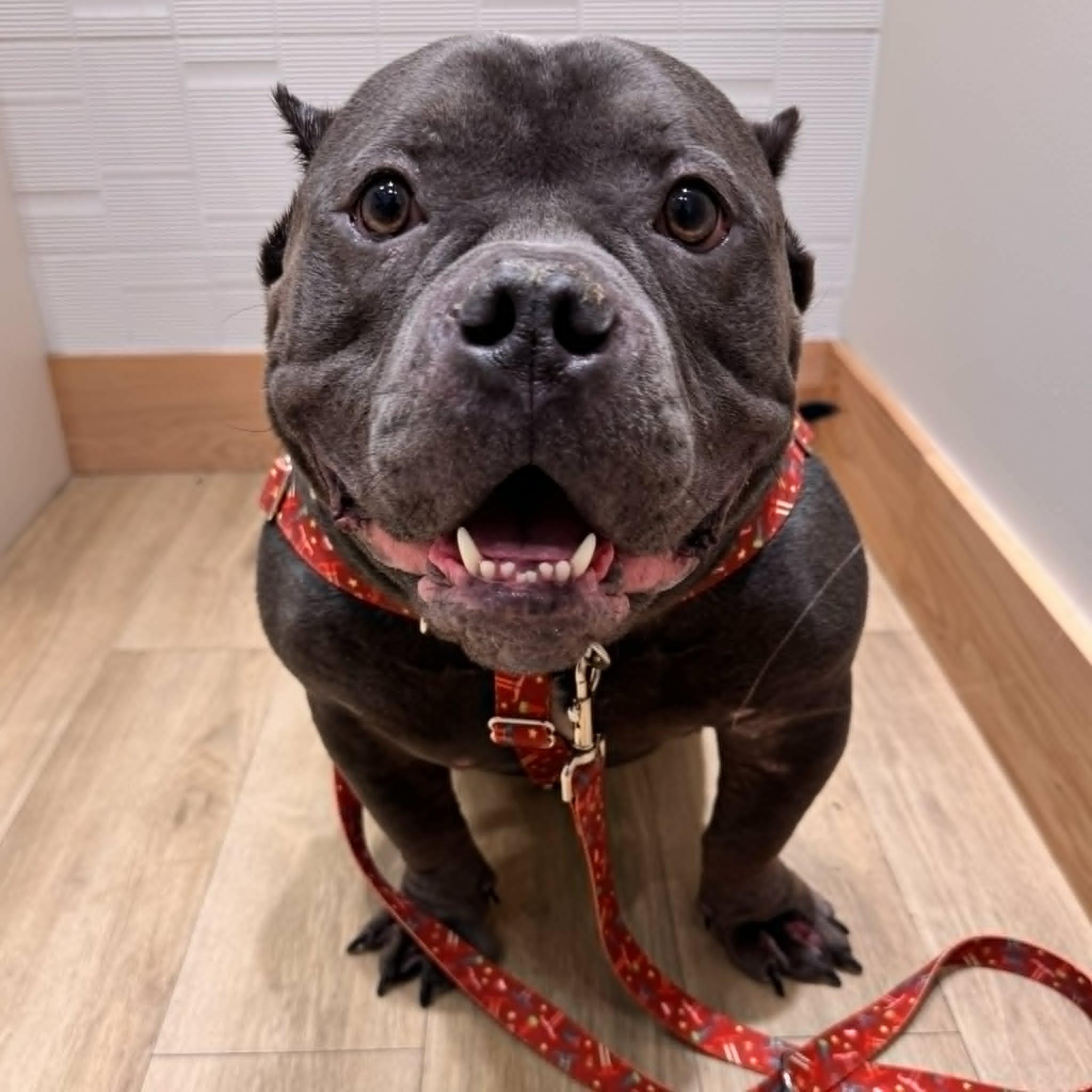 Enlarge Cooley, a ADOPTABLE mixed breed in Dallas, TX image 4/4