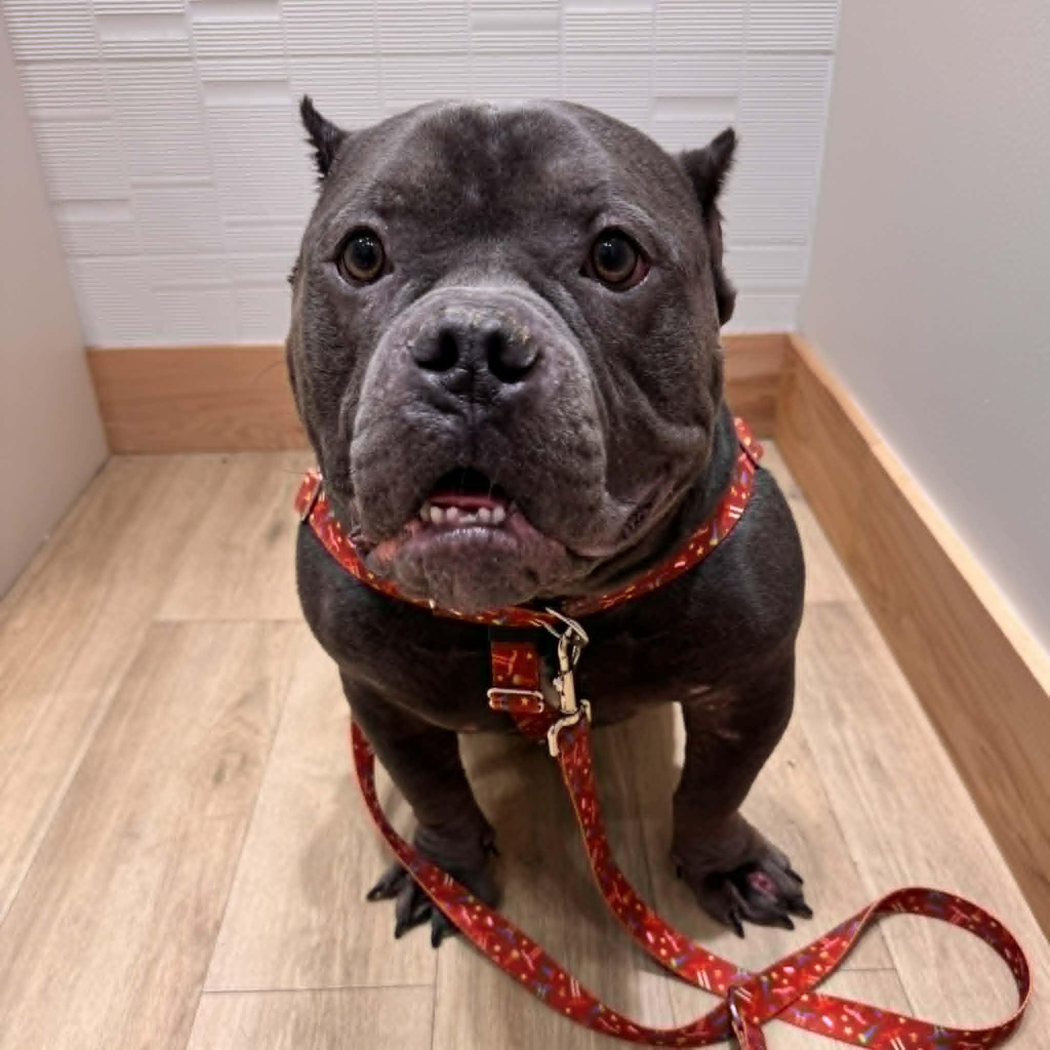 Enlarge Cooley, a ADOPTABLE mixed breed in Dallas, TX image 3/4