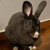 Enlarge Lucy, a Adoptable mixed breed in Cream Ridge, NJ image 1/5
