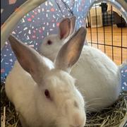Enlarge Lucy, a Adoptable mixed breed in Cream Ridge, NJ image 2/5