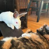 Enlarge Lucy, a Adoptable mixed breed in Cream Ridge, NJ image 4/5