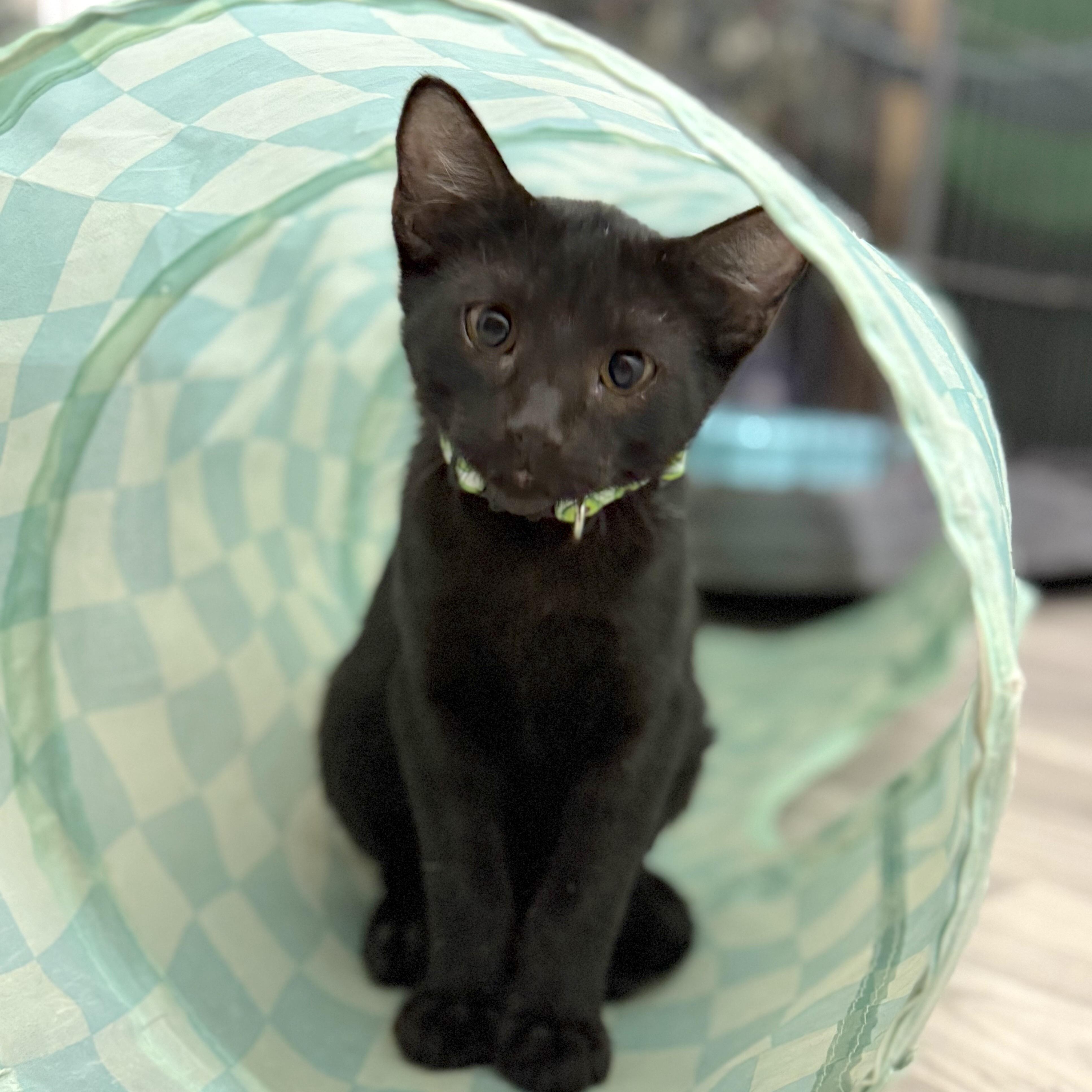 Reeses Candy — thumbnail 2