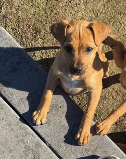 A209709, Adoptable, Adult Female Chihuahua.