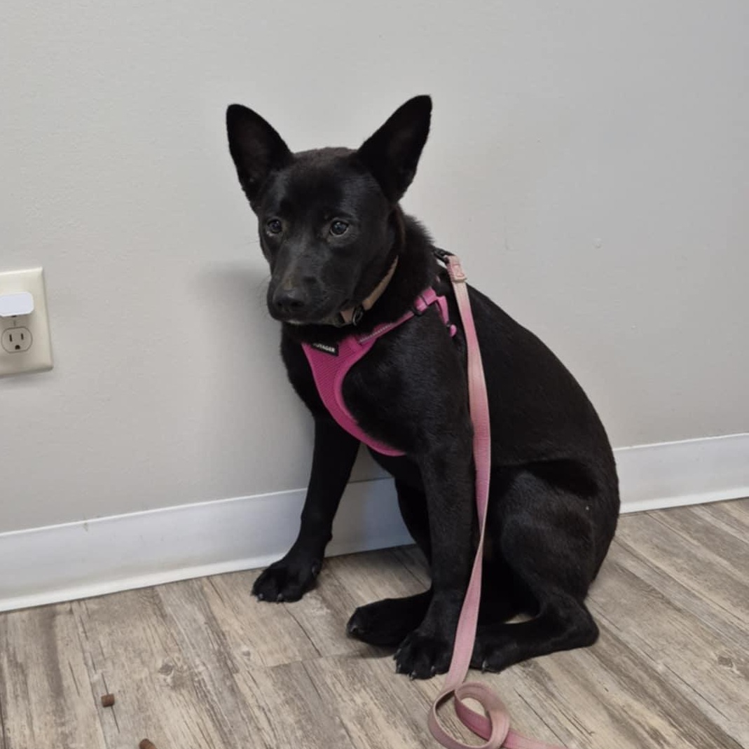 Molly, Adoptable, Young Female German Shepherd Dog & Black Labrador Retriever.
