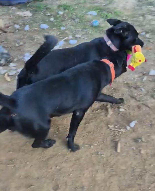 Molly bonded with Oliver , a Adoptable mixed breed in Germantown , TN image 6/6