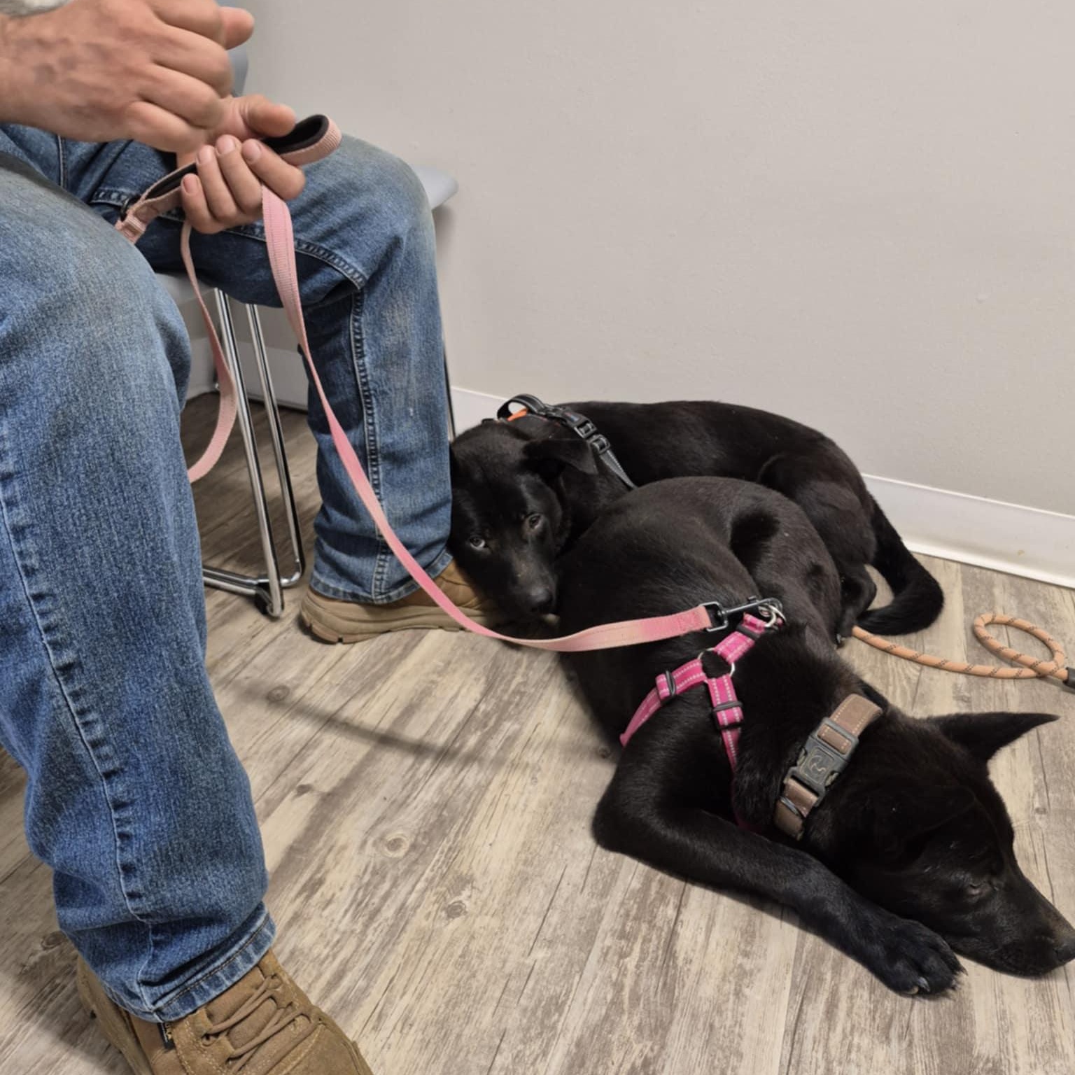 Molly bonded with Oliver , a Adoptable mixed breed in Germantown , TN image 5/6