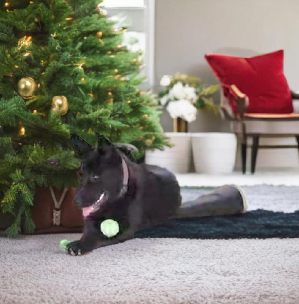 Molly bonded with Oliver , a Adoptable mixed breed in Germantown , TN image 4/6