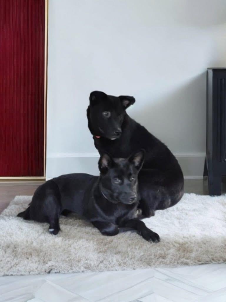 Molly bonded with Oliver , a Adoptable mixed breed in Germantown , TN image 2/6