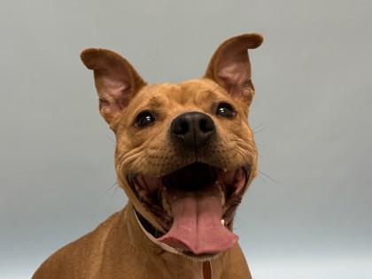Kiara, Adoptable, Adult Female Pit Bull Terrier & Mixed Breed.