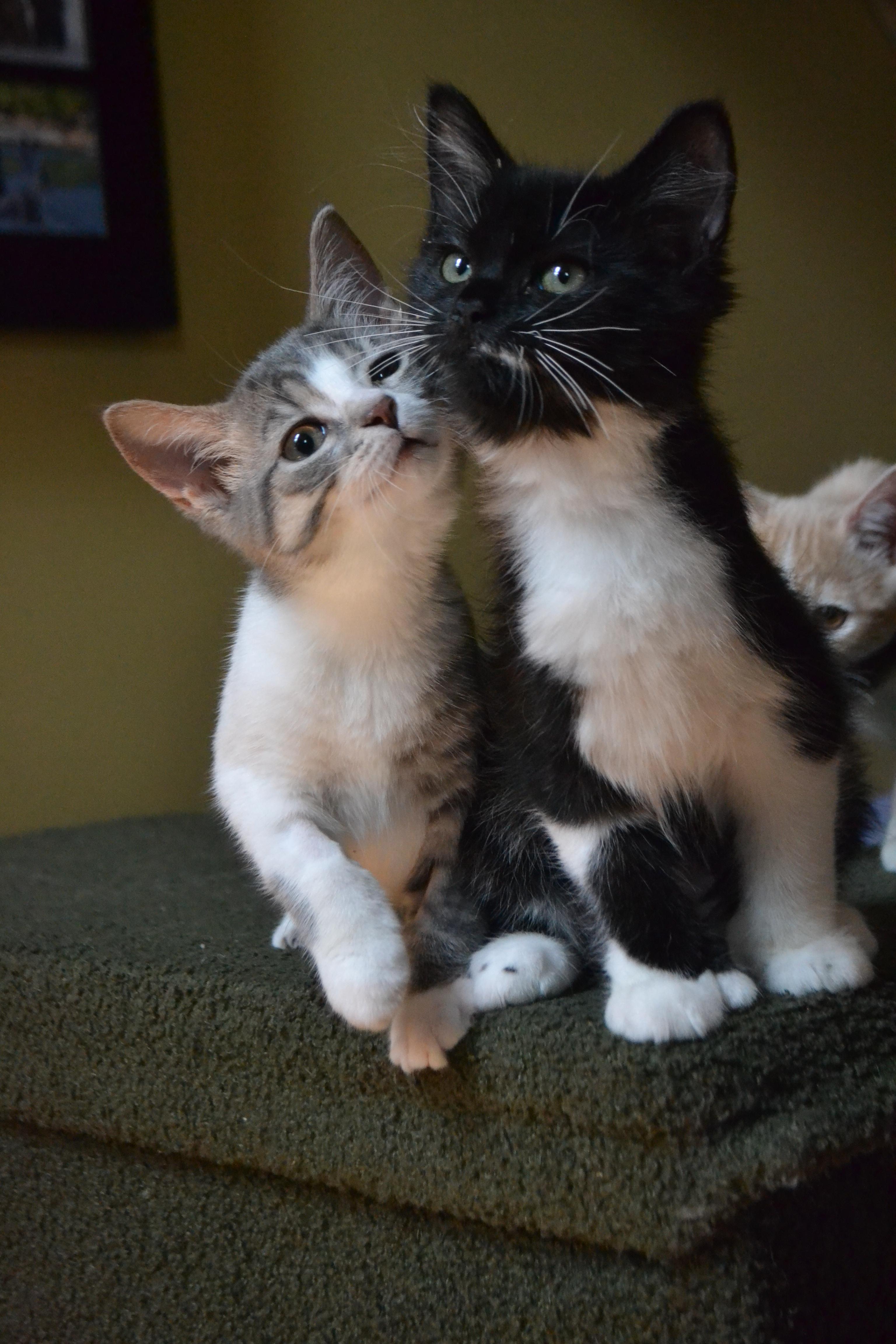 Sneezy Kathy, an adopted Domestic Short Hair in Anjou, QC image 4/5