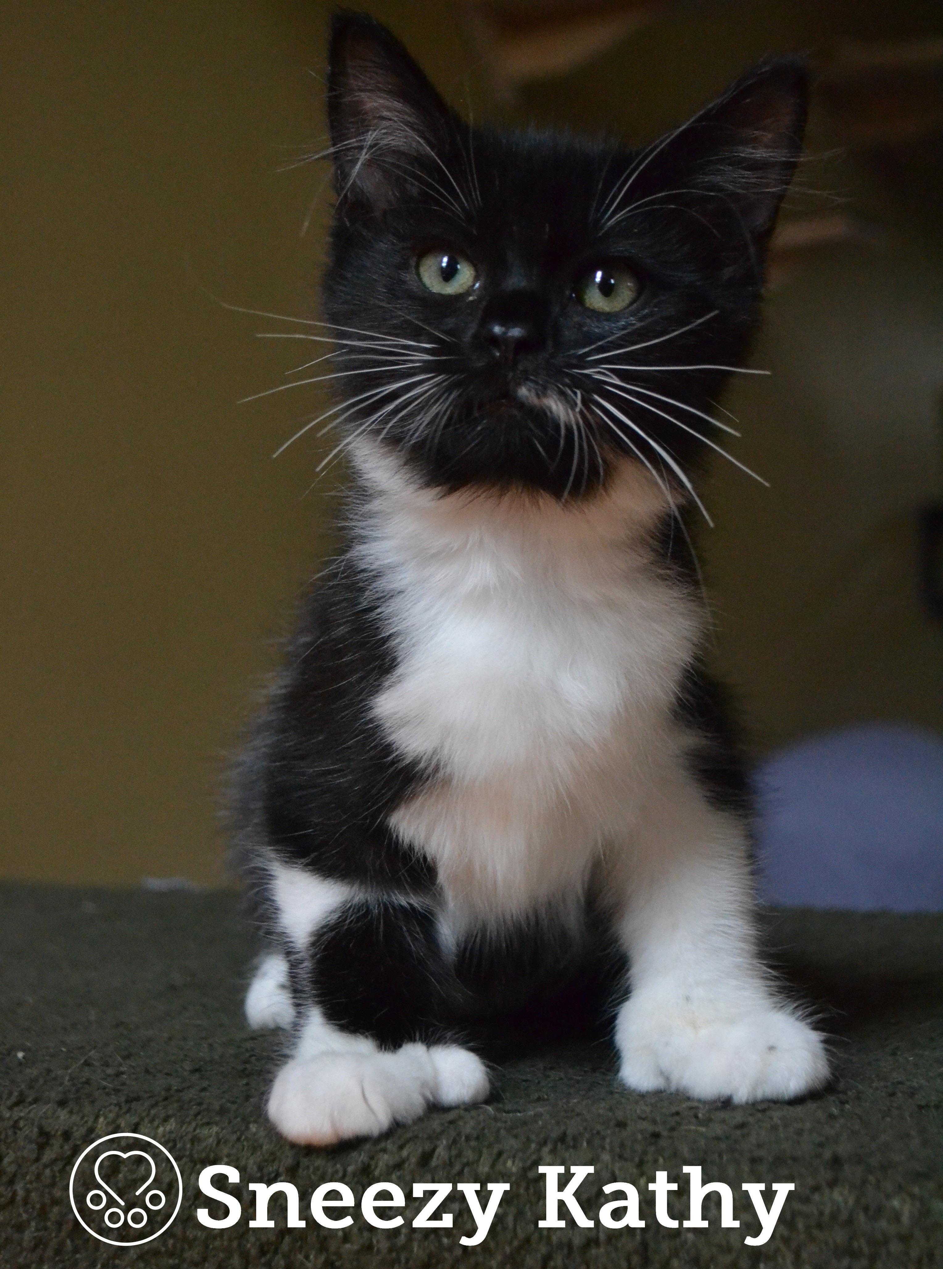 Sneezy Kathy, an adopted Domestic Short Hair in Anjou, QC image 2/5