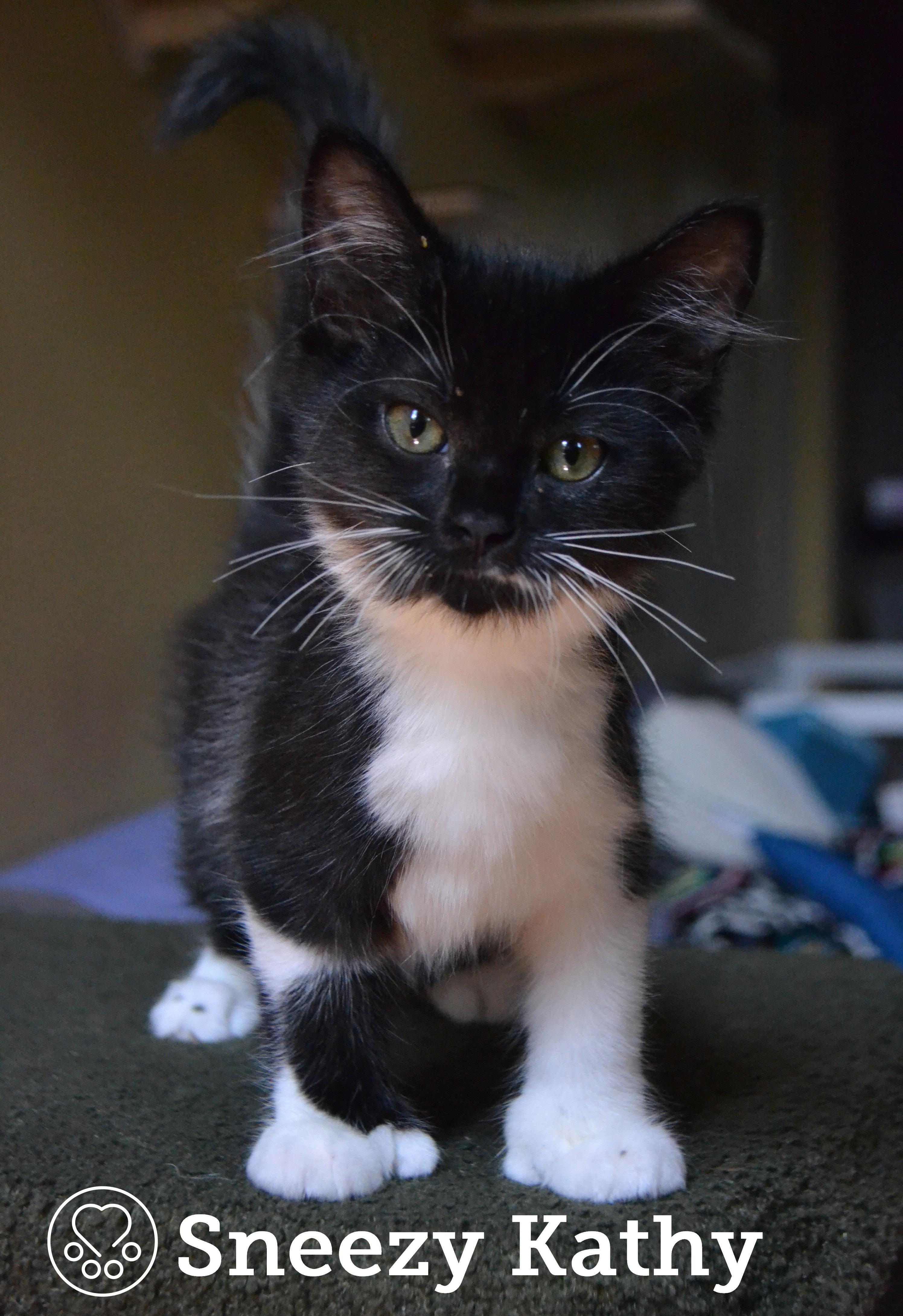 Sneezy Kathy, adopted, Kitten Female Domestic Short Hair.