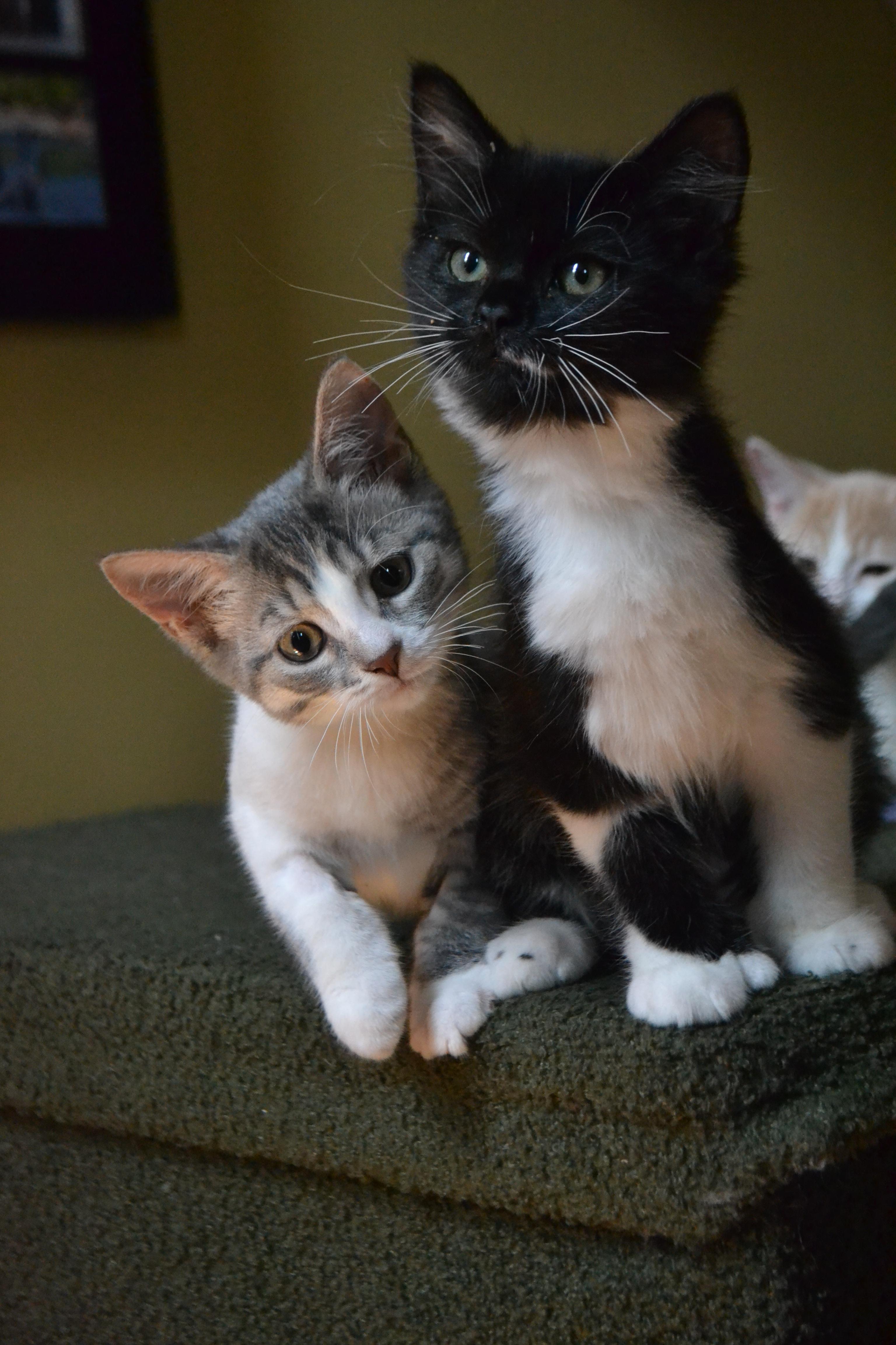 Sneezy Kathy, an adopted Domestic Short Hair in Anjou, QC image 3/5