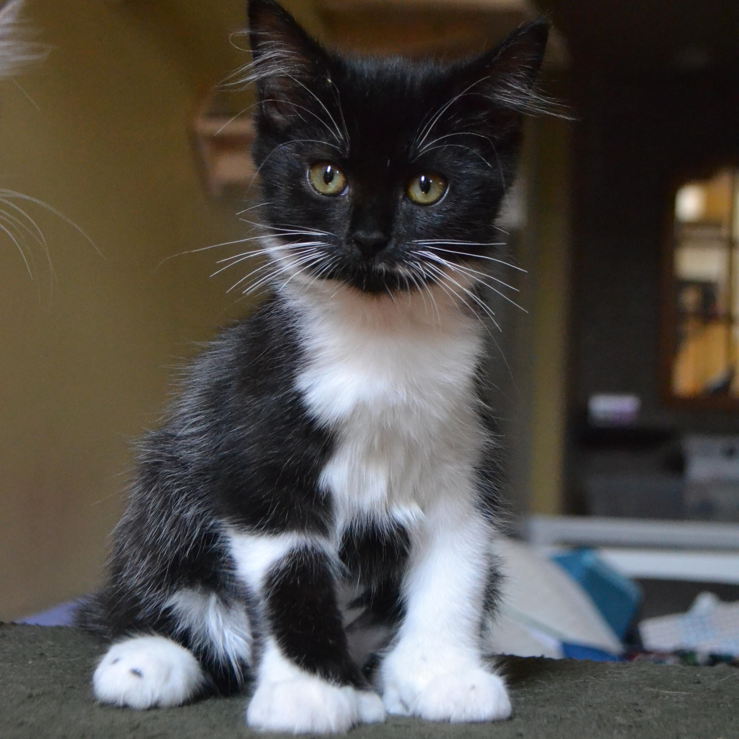 Sneezy Kathy, an adopted Domestic Short Hair in Anjou, QC image 5/5