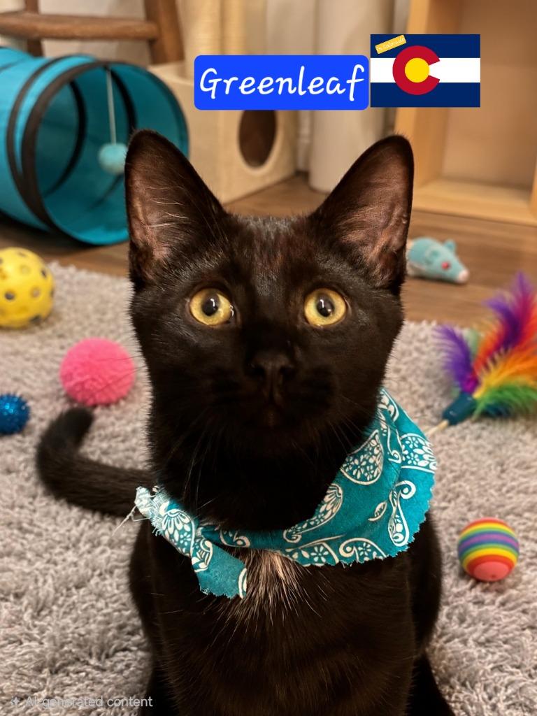 Greenleaf, Adoptable, Kitten Male Domestic Short Hair.