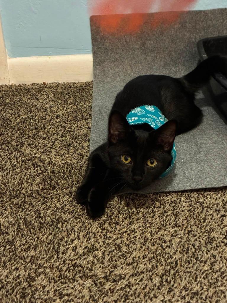 Enlarge Greenleaf, a Adoptable mixed breed in Miami, OK image 5/5