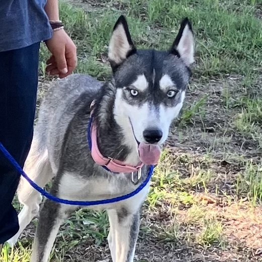 Dog for adoption Freedom, a Husky in Cumberland , RI Petfinder