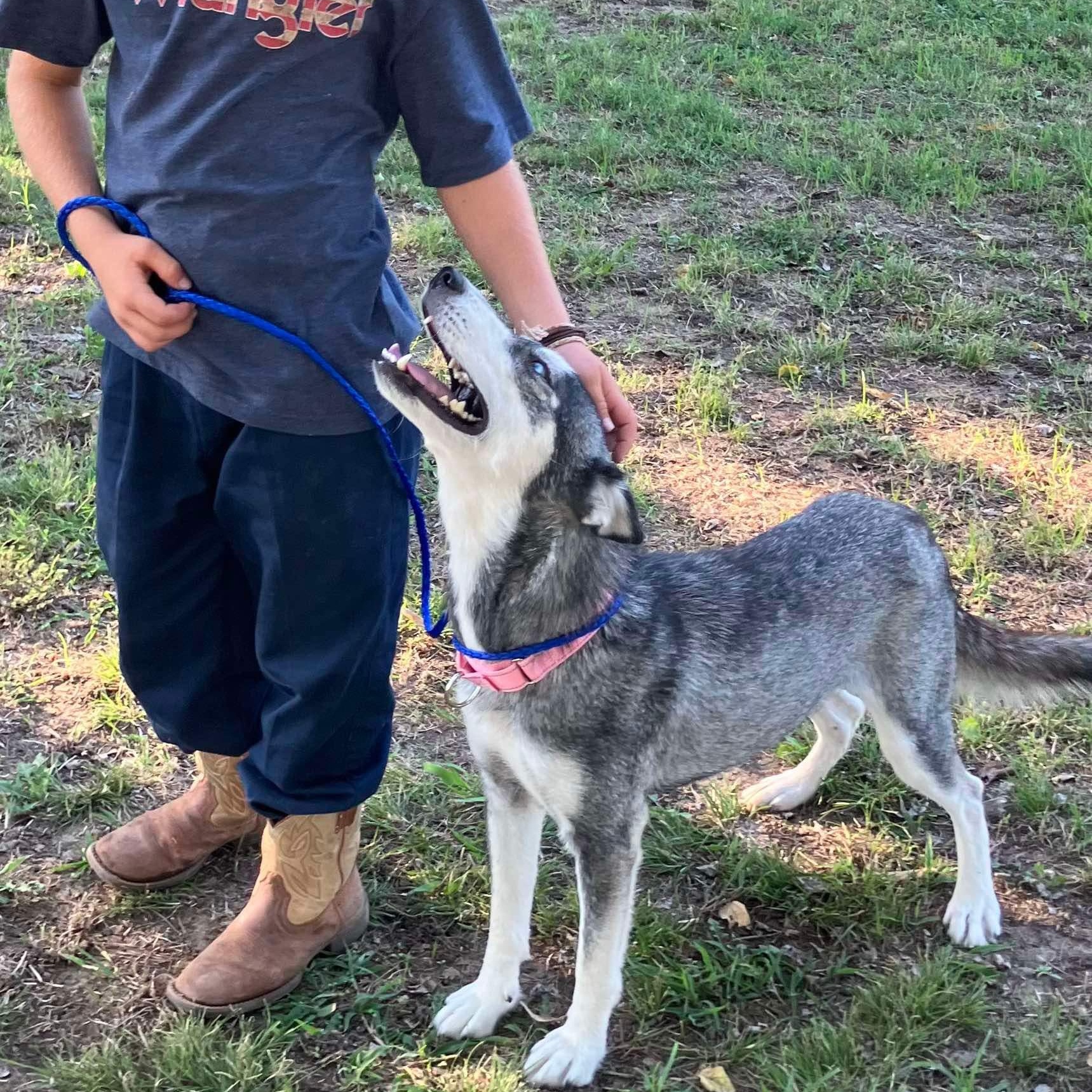 Dog for adoption Freedom, a Husky in Cumberland , RI Petfinder