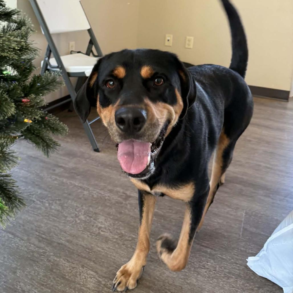 Enlarge Rumble, a Adoptable Rottweiler in Portland, TX image 1/1