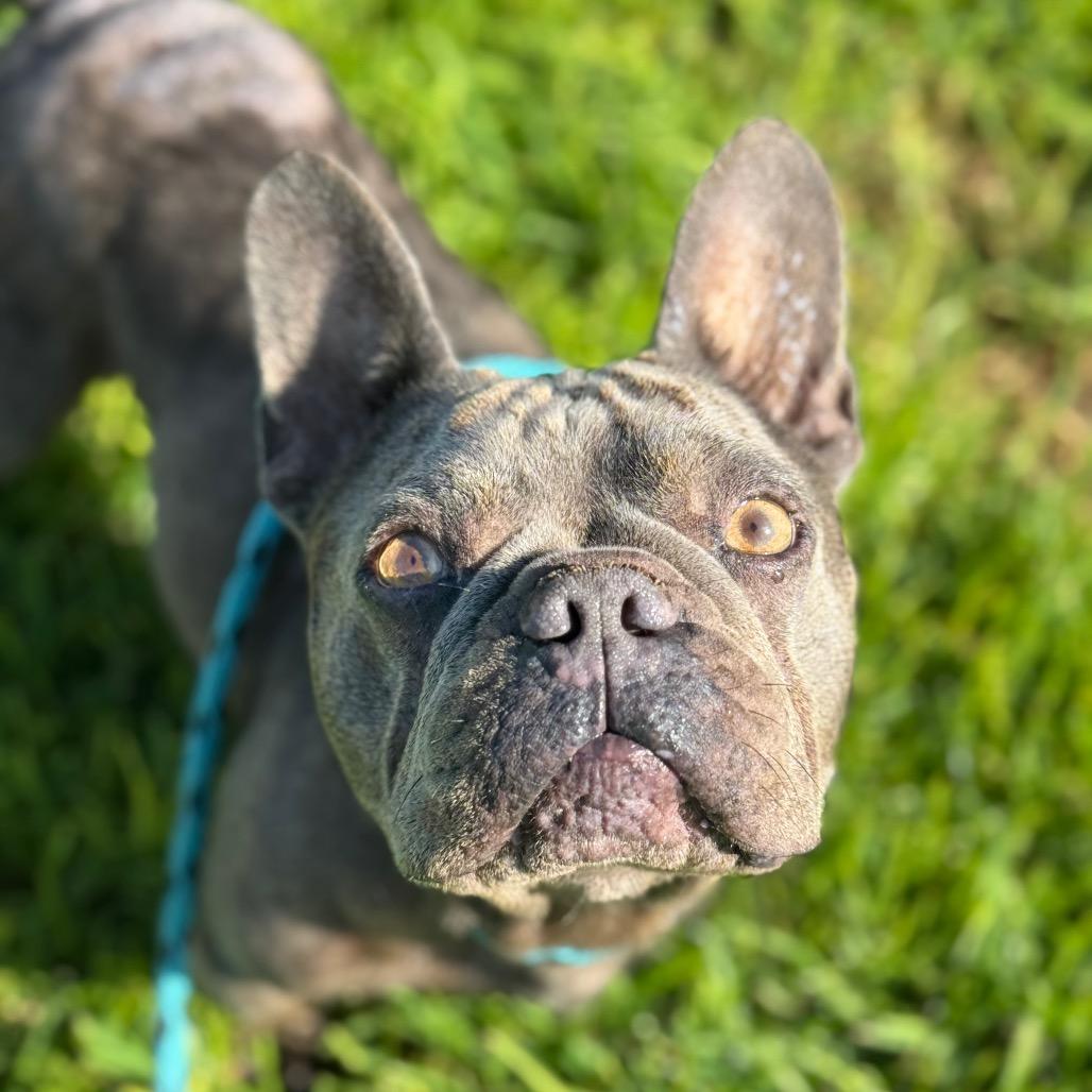 Rhino, Adoptable, Adult Male French Bulldog.