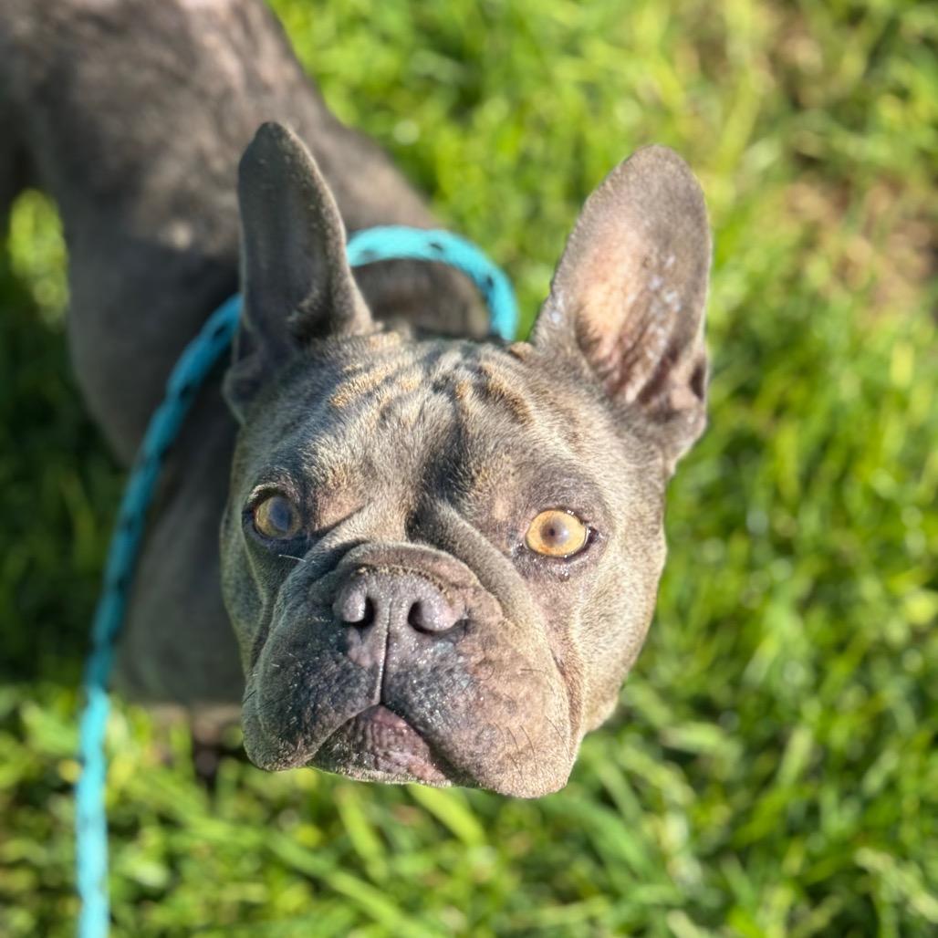 Enlarge Rhino, a Adoptable French Bulldog in Santa Barbara, CA image 2/4