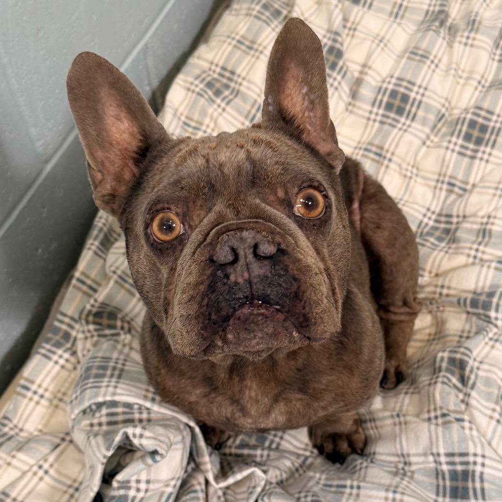 Enlarge Rhino, a Adoptable French Bulldog in Santa Barbara, CA image 3/4