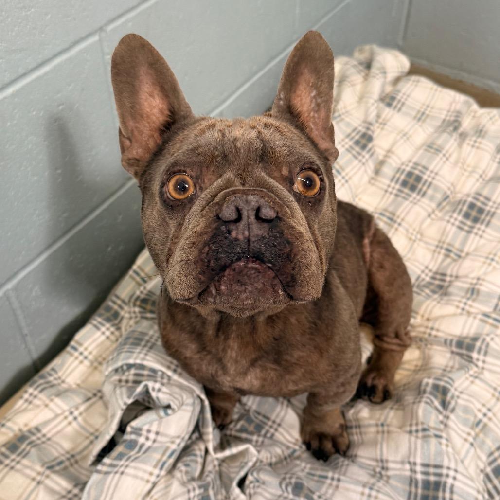 Enlarge Rhino, a Adoptable French Bulldog in Santa Barbara, CA image 4/4
