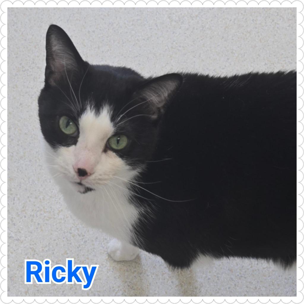 Ricky, Adopted, Senior Male Domestic Short Hair.