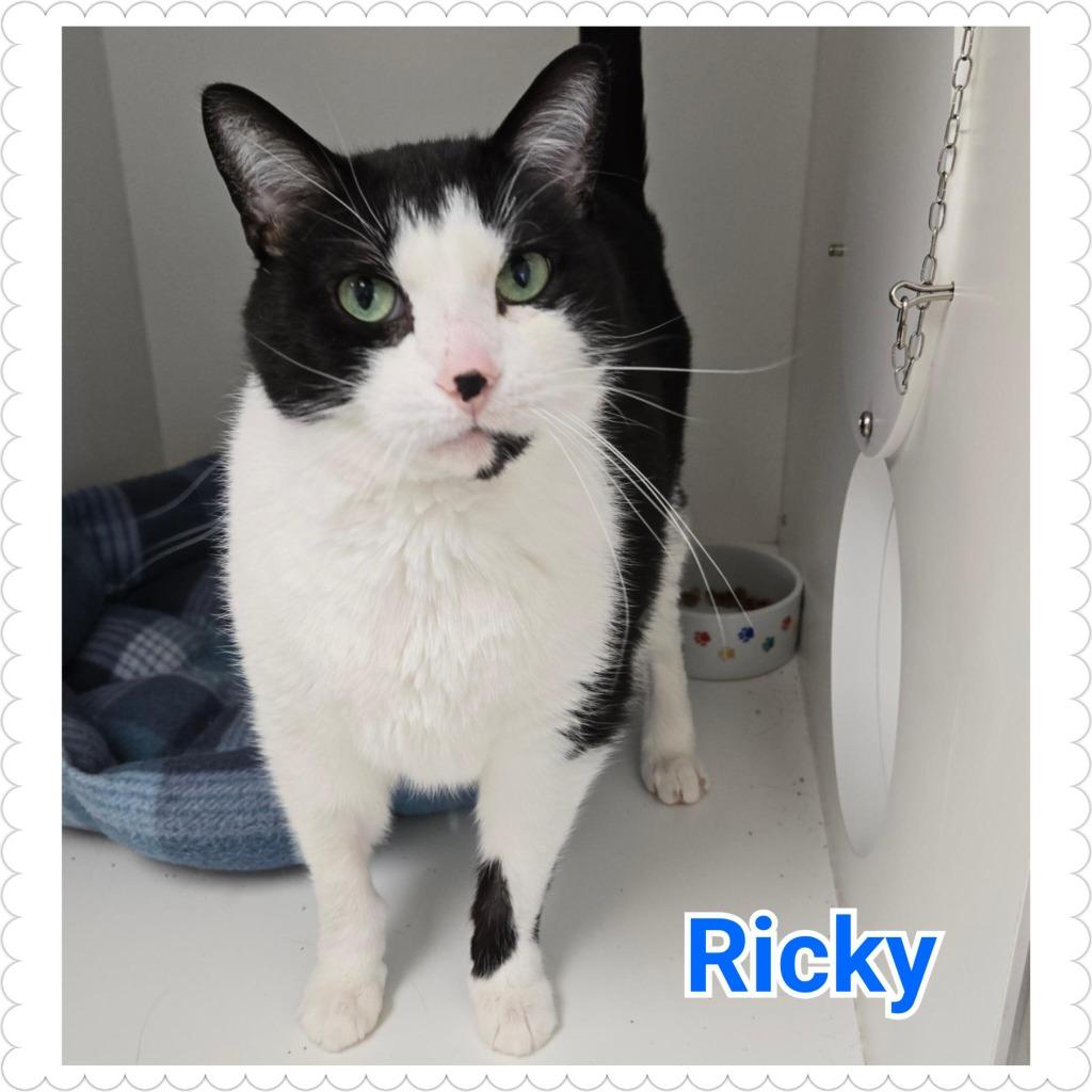 Enlarge Ricky, a Adopted mixed breed in North Saint Paul, MN image 2/5