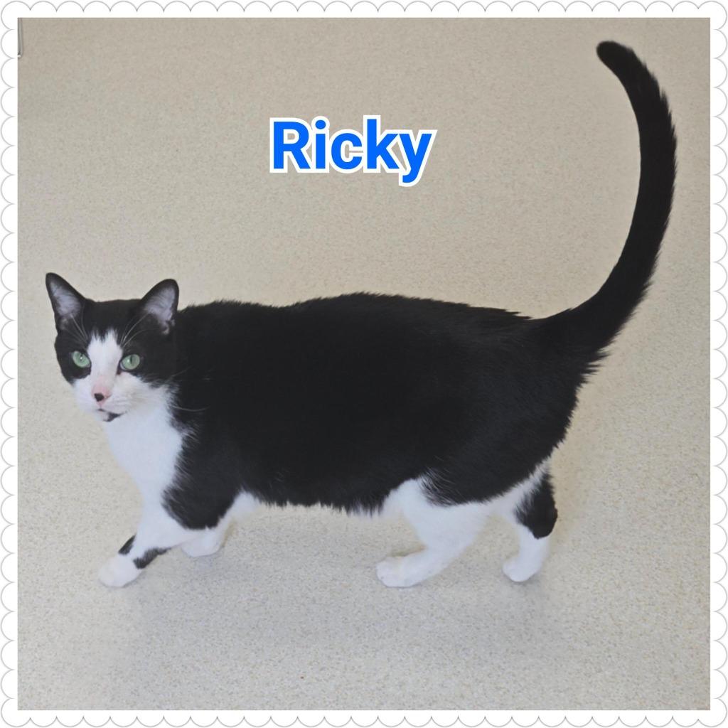 Enlarge Ricky, a Adopted mixed breed in North Saint Paul, MN image 3/5