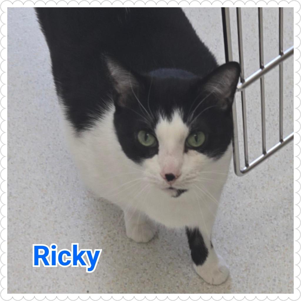 Enlarge Ricky, a Adopted mixed breed in North Saint Paul, MN image 4/5