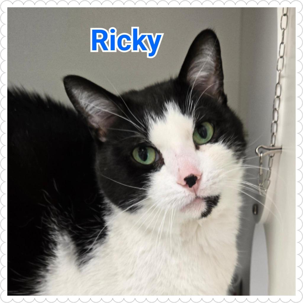 Enlarge Ricky, a Adopted mixed breed in North Saint Paul, MN image 5/5