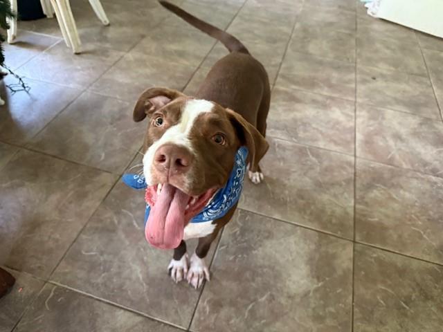 Dunston (cat/dog friendly), ADOPTABLE, Young Male American Bully & Labrador Retriever.