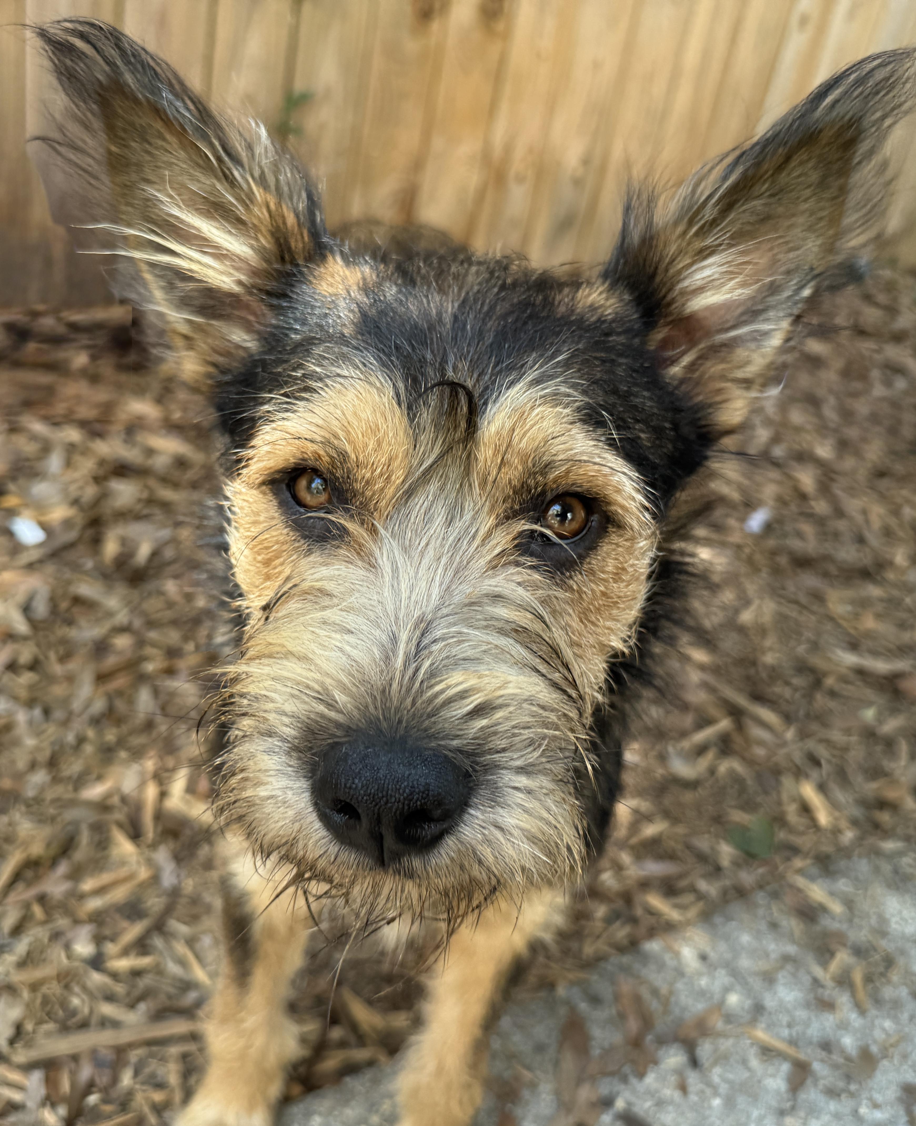 Goose, adoptable, Young Male Airedale Terrier & German Shepherd Dog.
