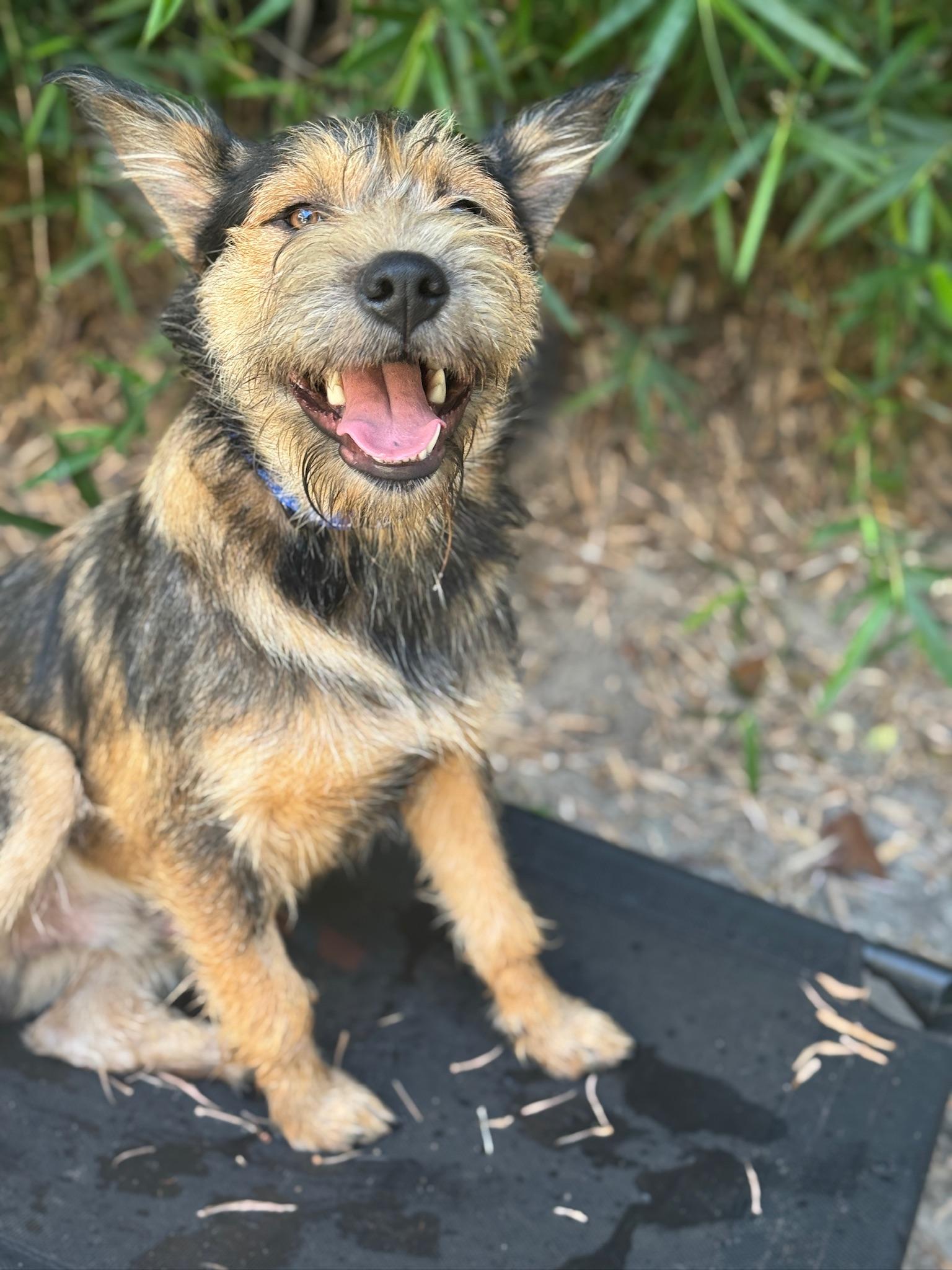 Enlarge Goose, an adoptable mixed breed in Navarre, FL image 4/4