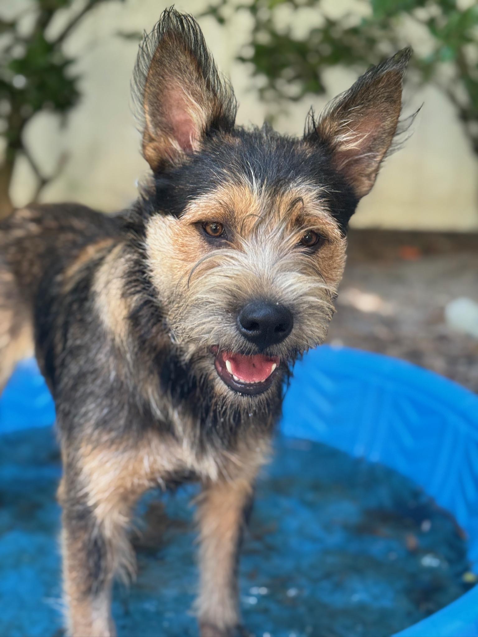 Enlarge Goose, an adoptable mixed breed in Navarre, FL image 2/4