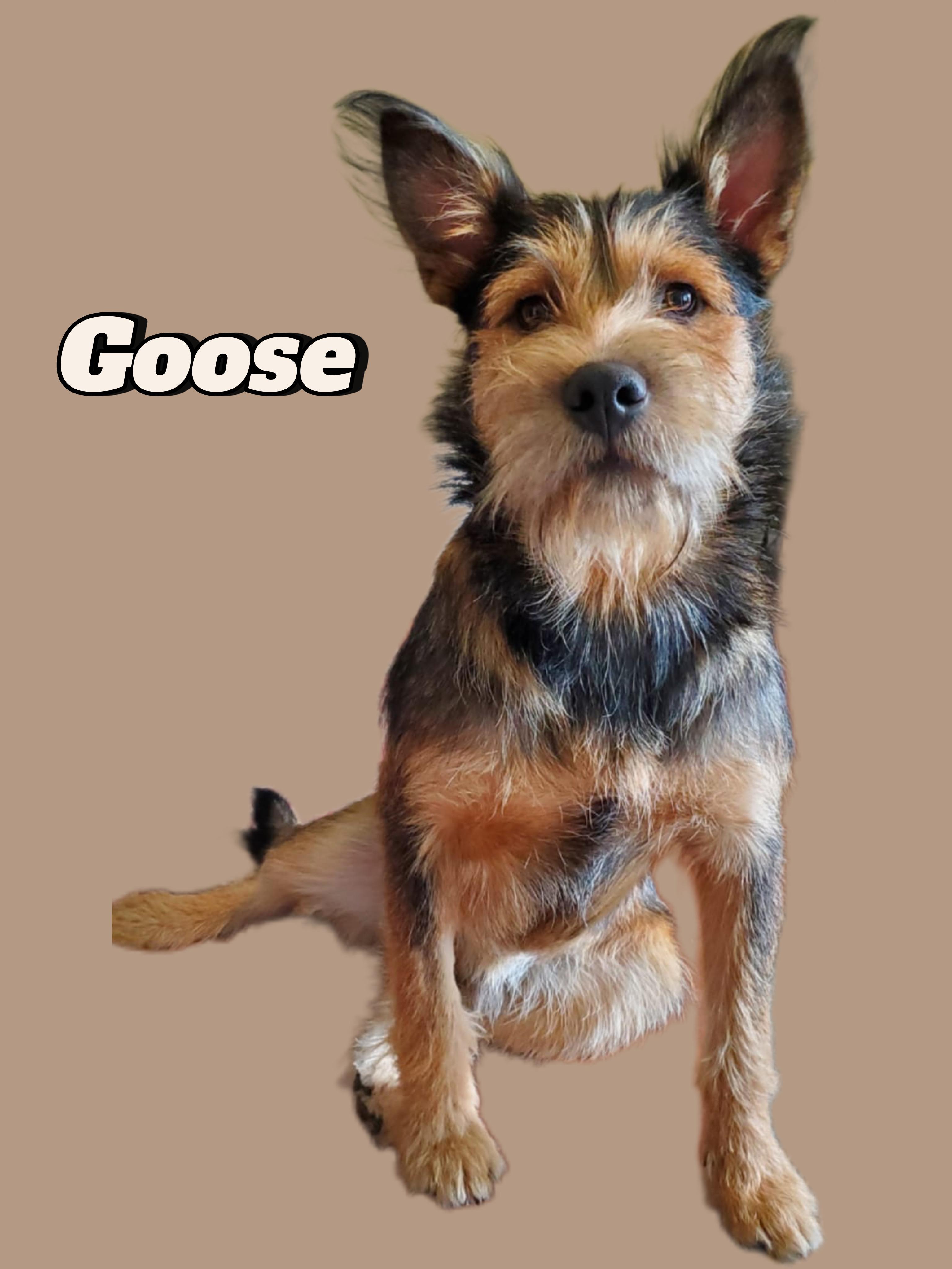 Enlarge Goose, an adoptable mixed breed in Navarre, FL image 1/4